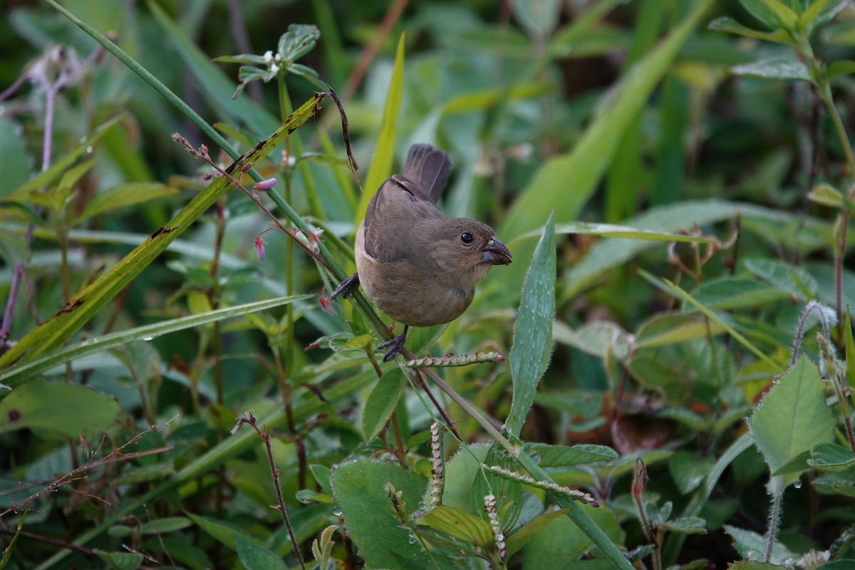 Dull-colored Grassquit - ML612056141