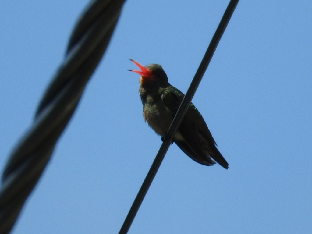 kolibřík zlacený - ML612056166