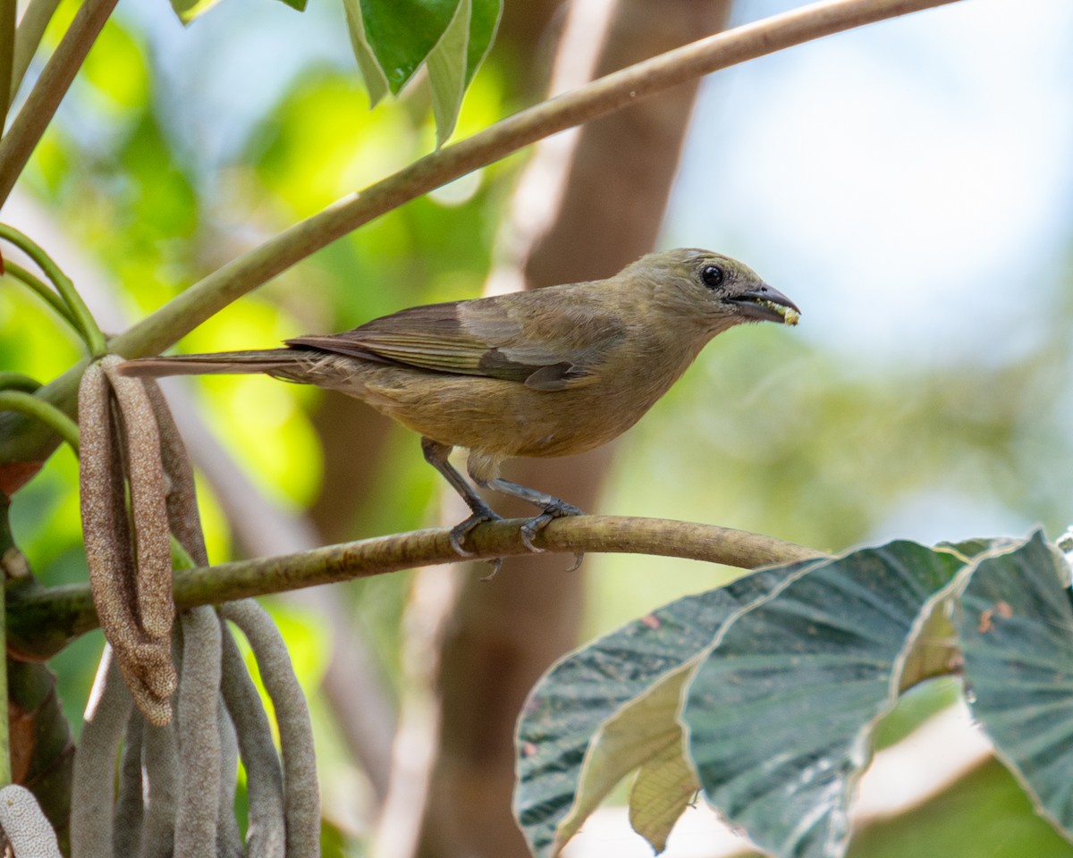 Palm Tanager - ML612056323