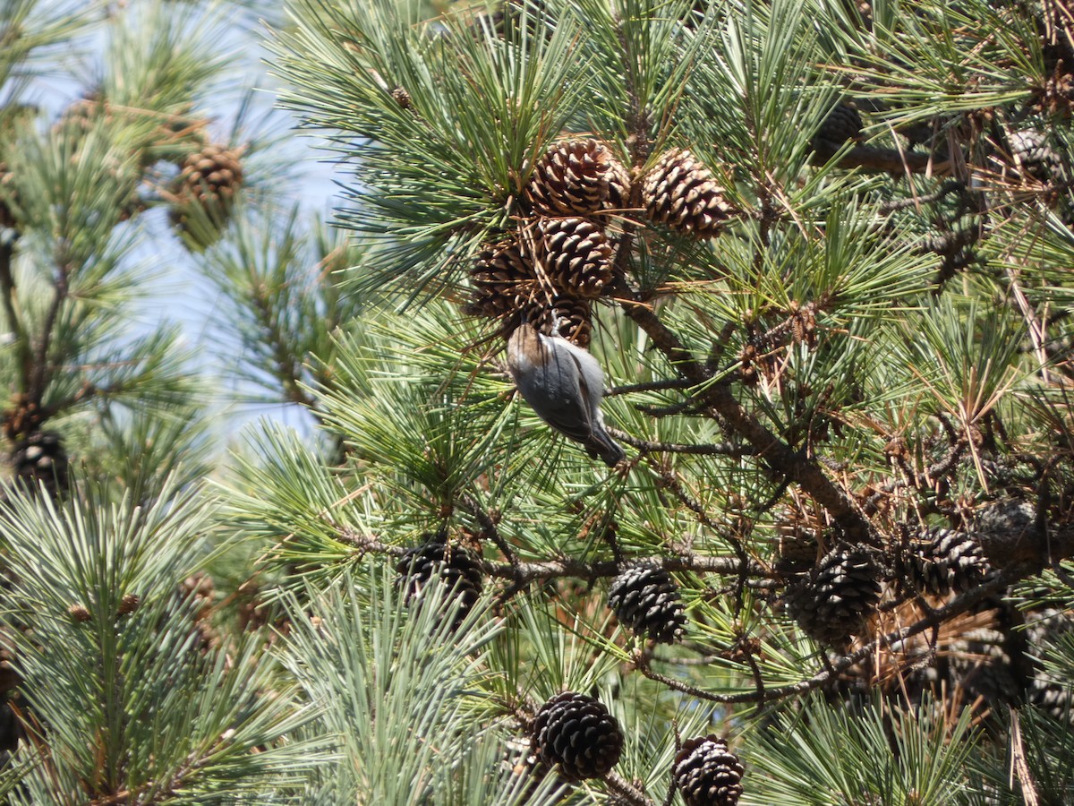 Brown-headed Nuthatch - ML612056363