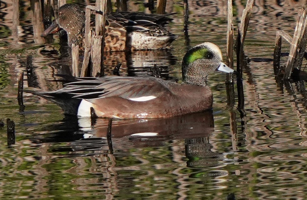 American Wigeon - ML612056365