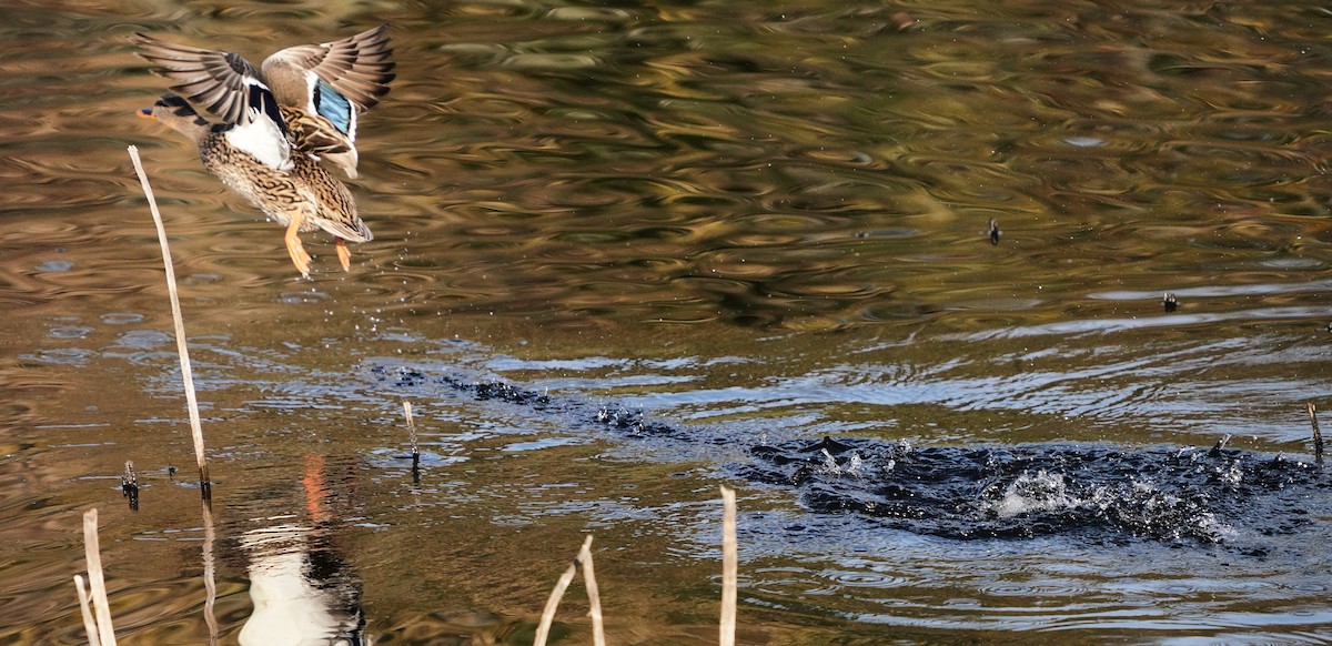 Mallard - Richard Block