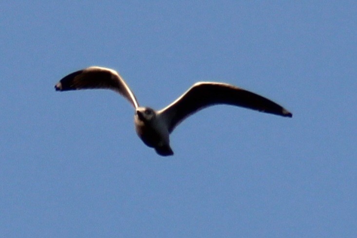 Ring-billed Gull - ML612056394