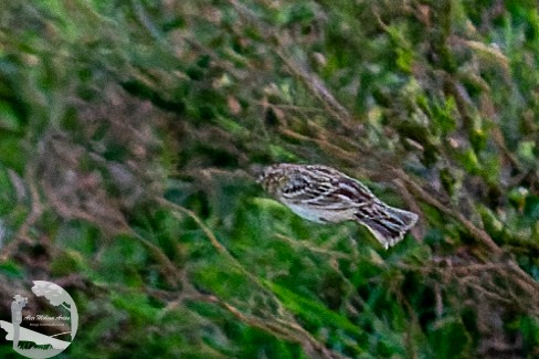 Grasshopper Sparrow - ML612056408
