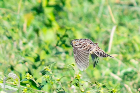 Grasshopper Sparrow - ML612056409