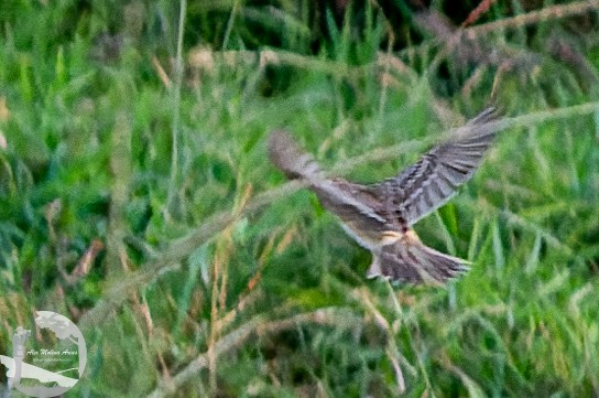 Grasshopper Sparrow - ML612056410