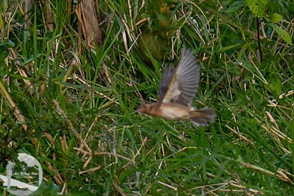 Grasshopper Sparrow - ML612056411