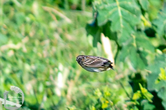 Grasshopper Sparrow - ML612056412