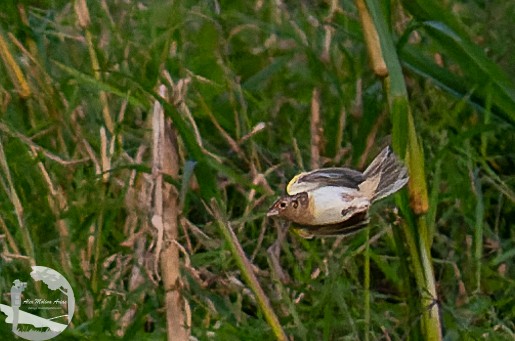 Grasshopper Sparrow - ML612056413