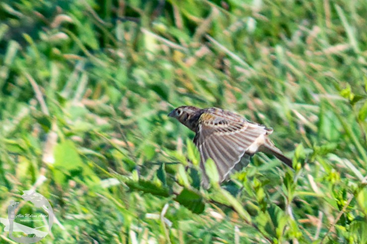Grasshopper Sparrow - ML612056414