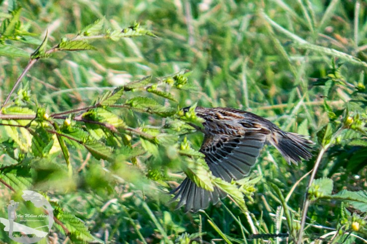Grasshopper Sparrow - ML612056415