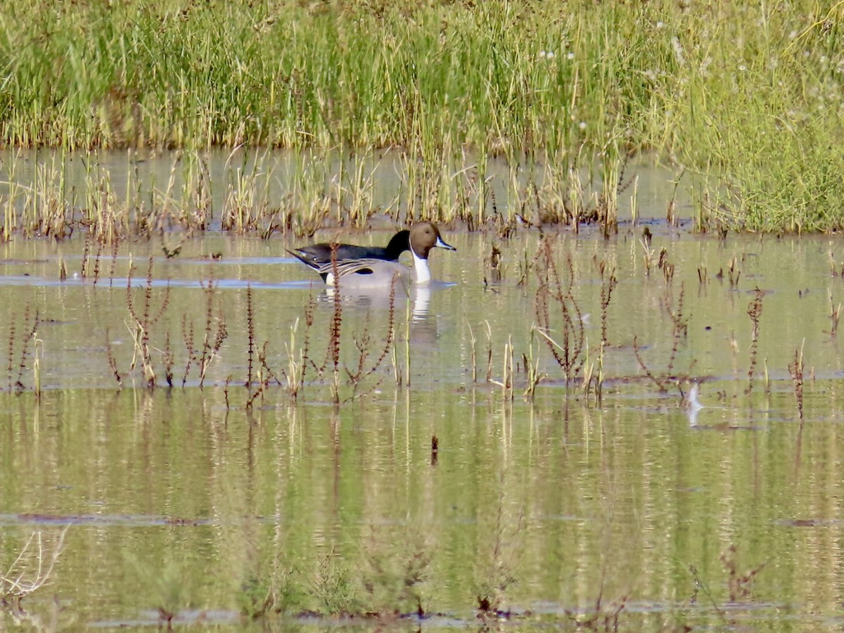 Northern Pintail - ML612056501