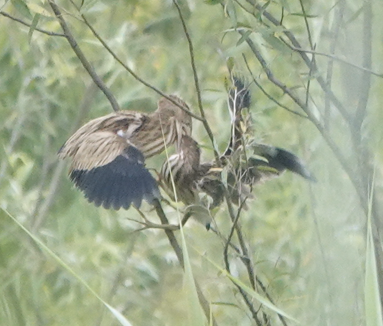 Yellow Bittern - ML612056512