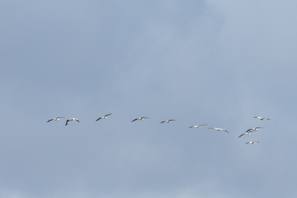 American White Pelican - Tommy Mullen