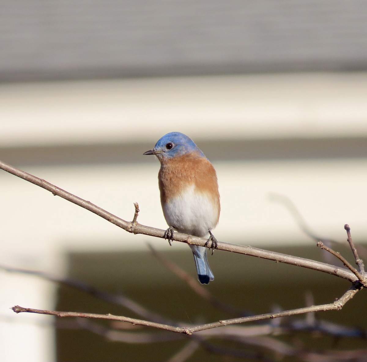 Eastern Bluebird - ML612056652