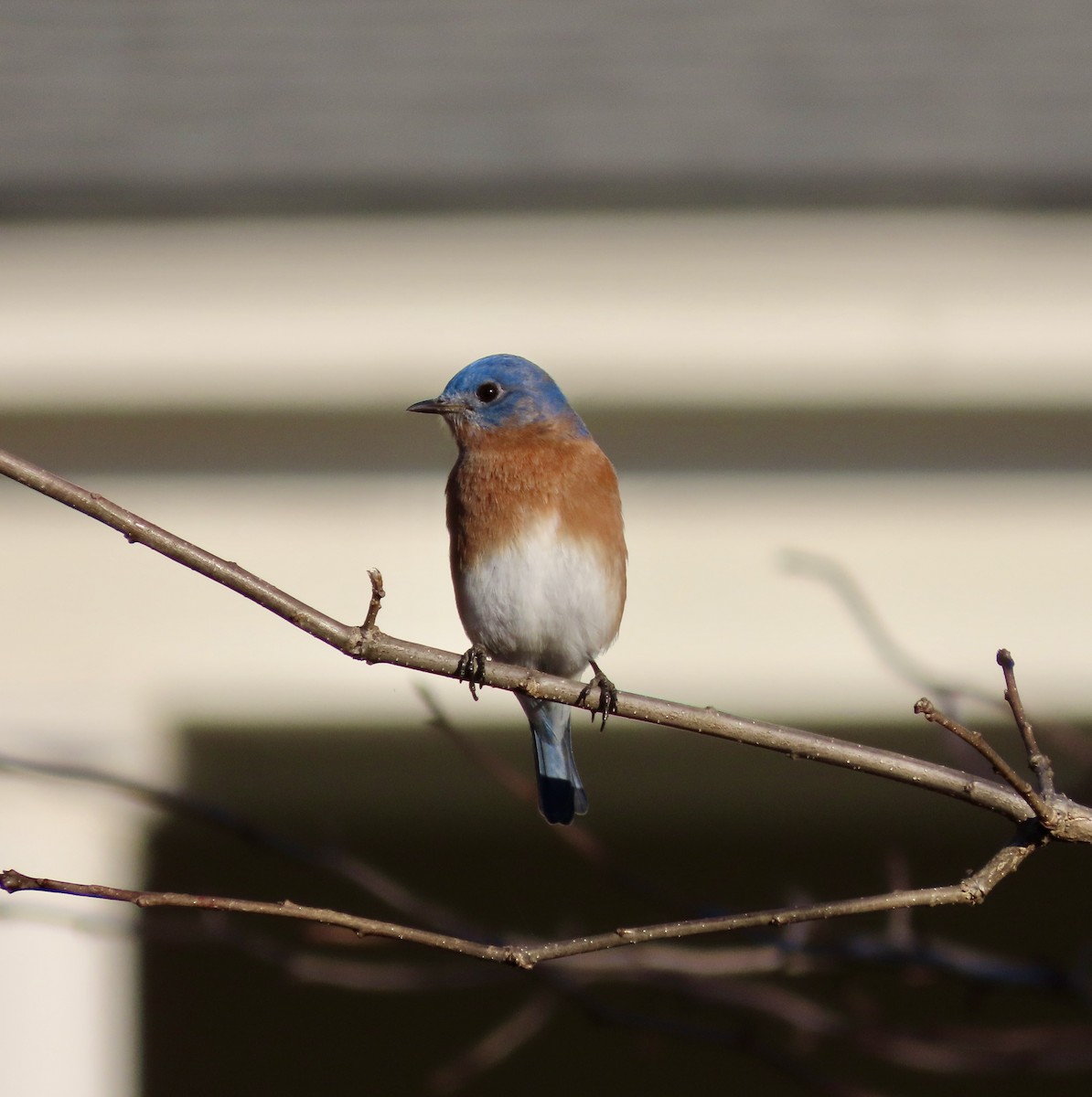 Eastern Bluebird - ML612056653