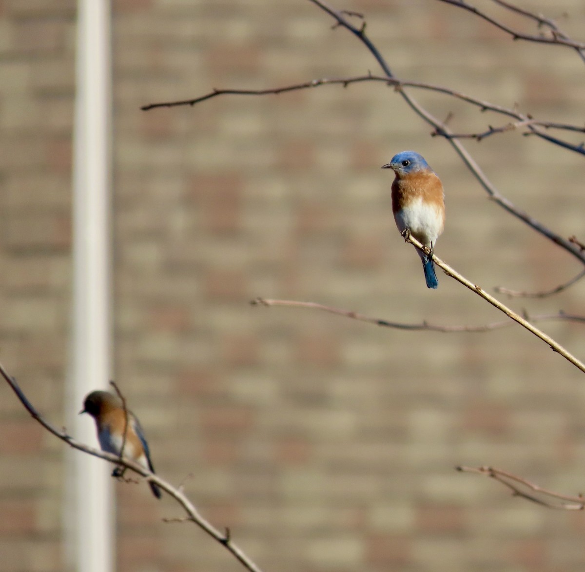 Eastern Bluebird - ML612056654