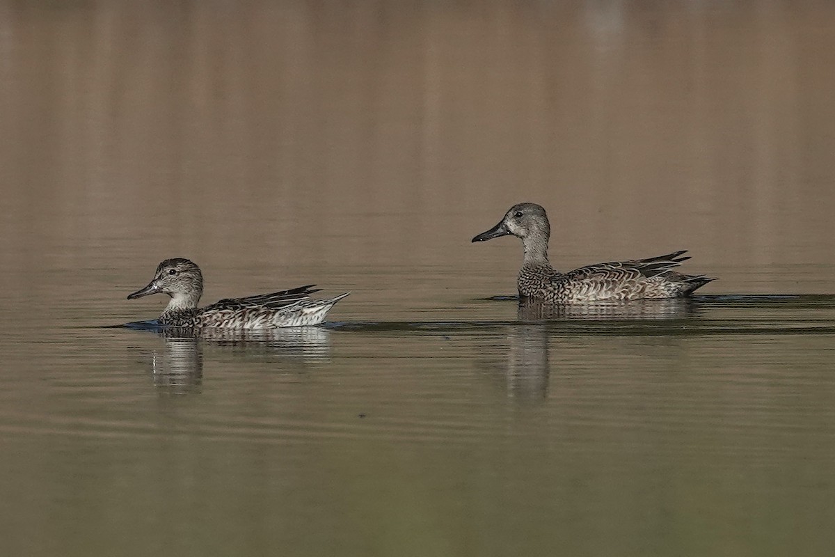 Blue-winged Teal - ML612056668