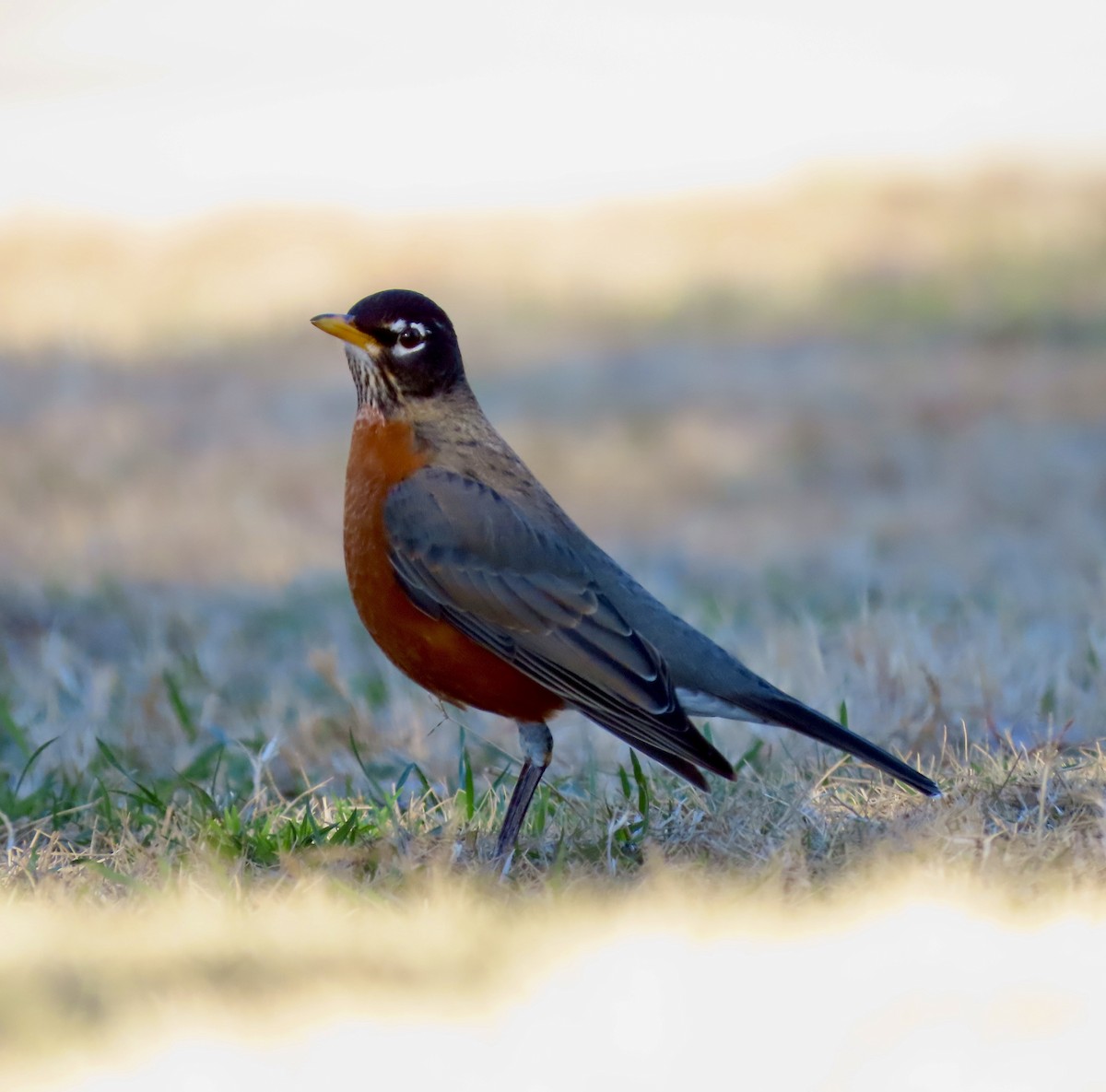 American Robin - Ezra H