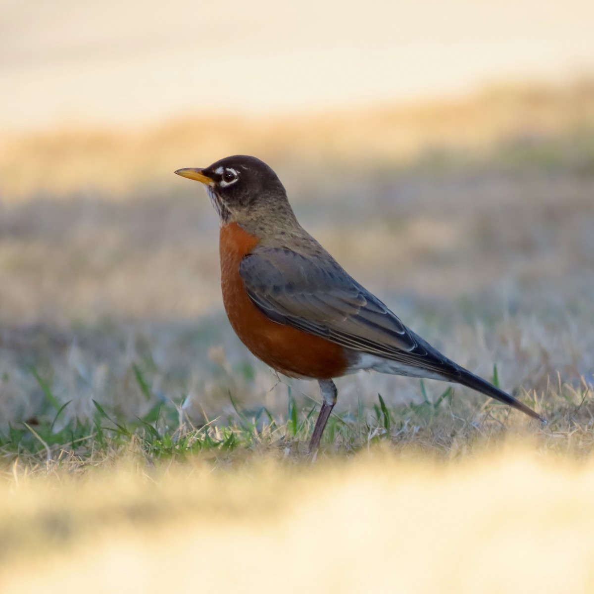 American Robin - ML612056685