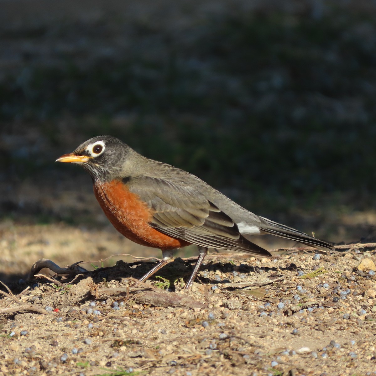 American Robin - Ezra H