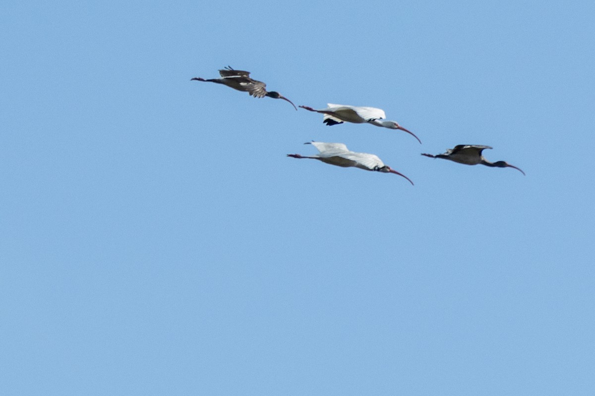 White Ibis - Tommy Mullen