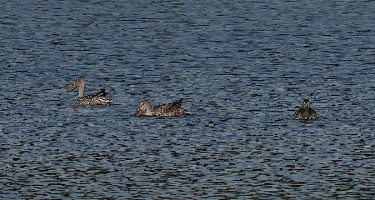 Northern Shoveler - ML612056702