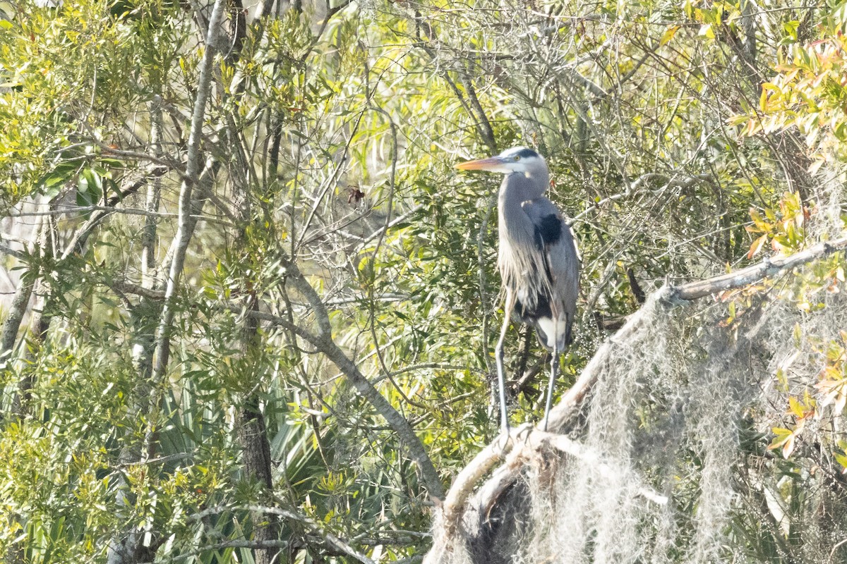 Great Blue Heron - Tommy Mullen