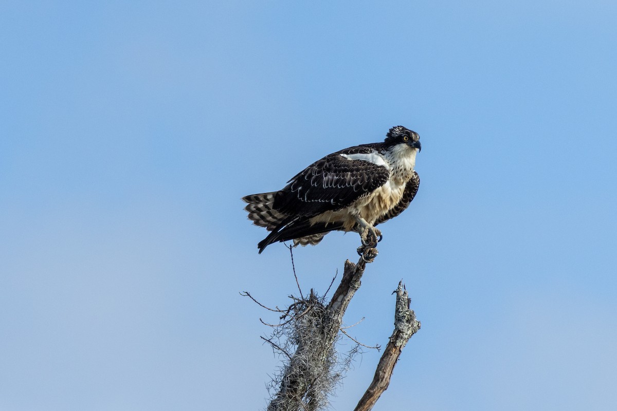 Osprey - Tommy Mullen