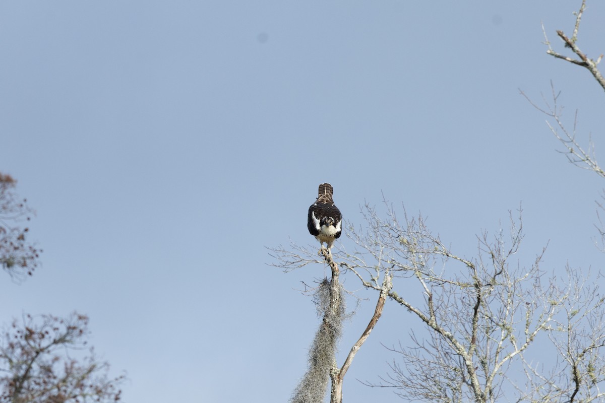 Águila Pescadora - ML612056721