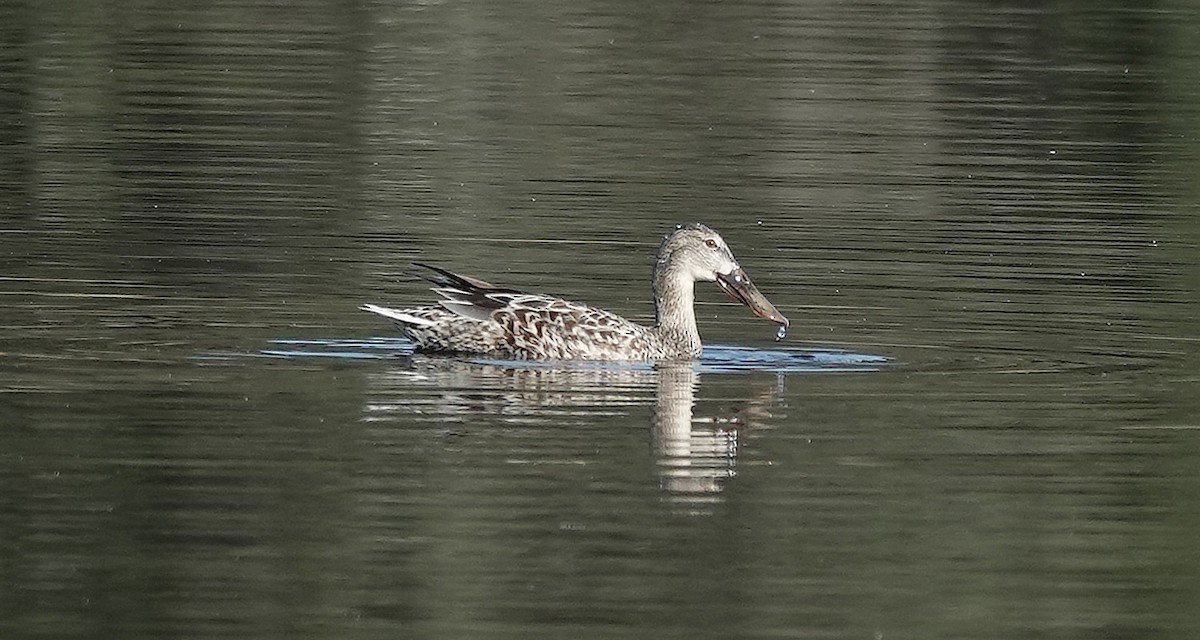 Northern Shoveler - Jane Mann