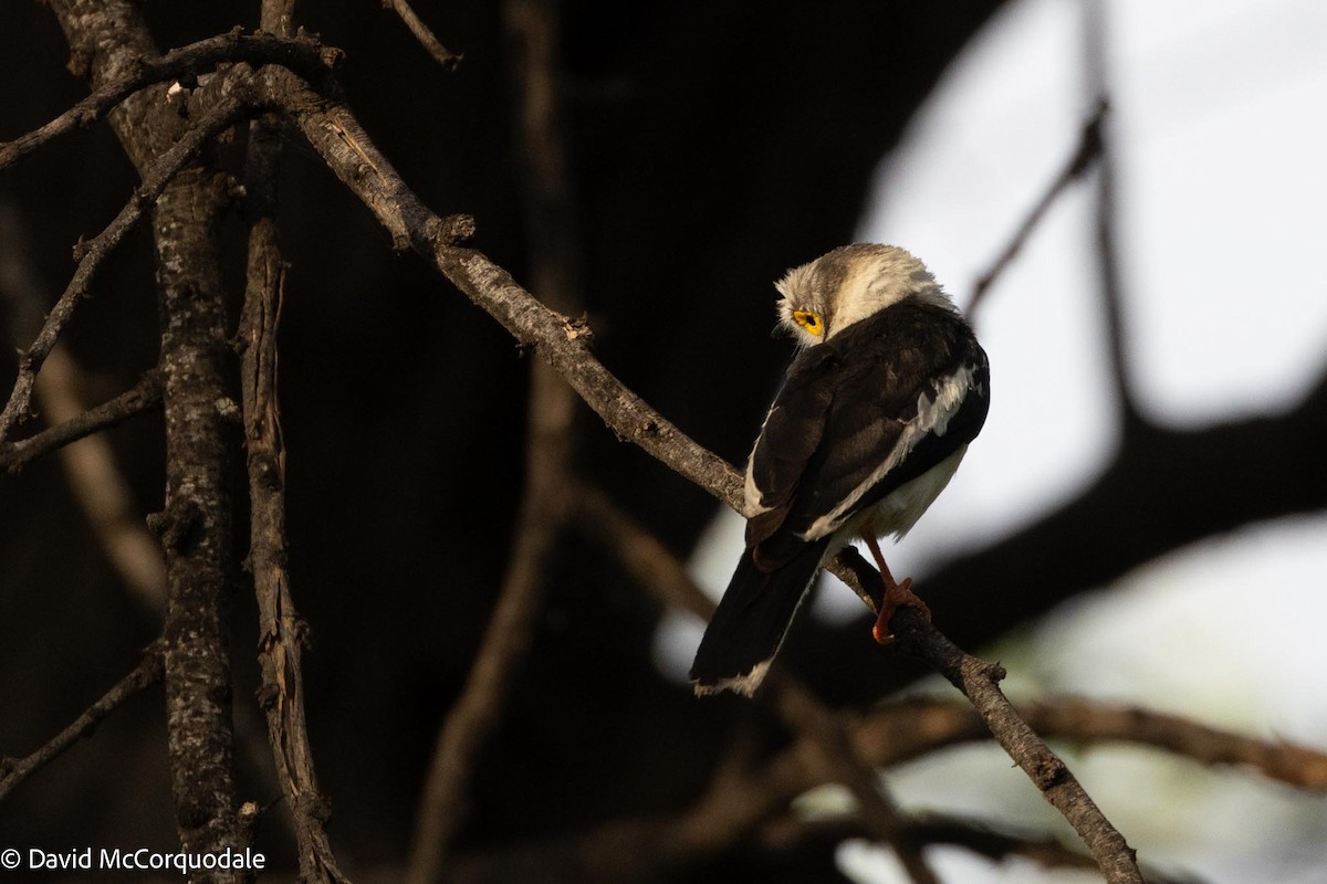 White Helmetshrike - ML612056762