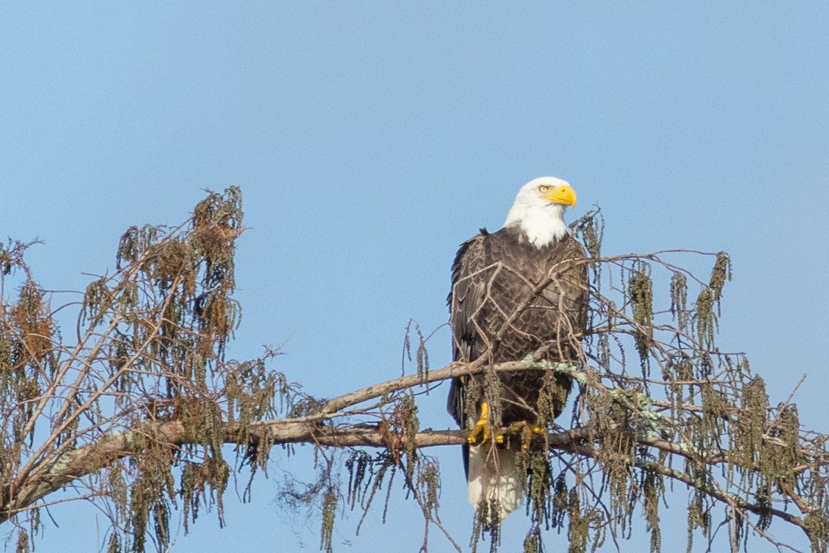 Bald Eagle - Tommy Mullen