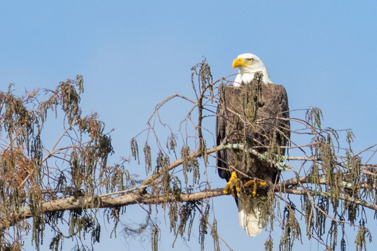 Bald Eagle - ML612056838