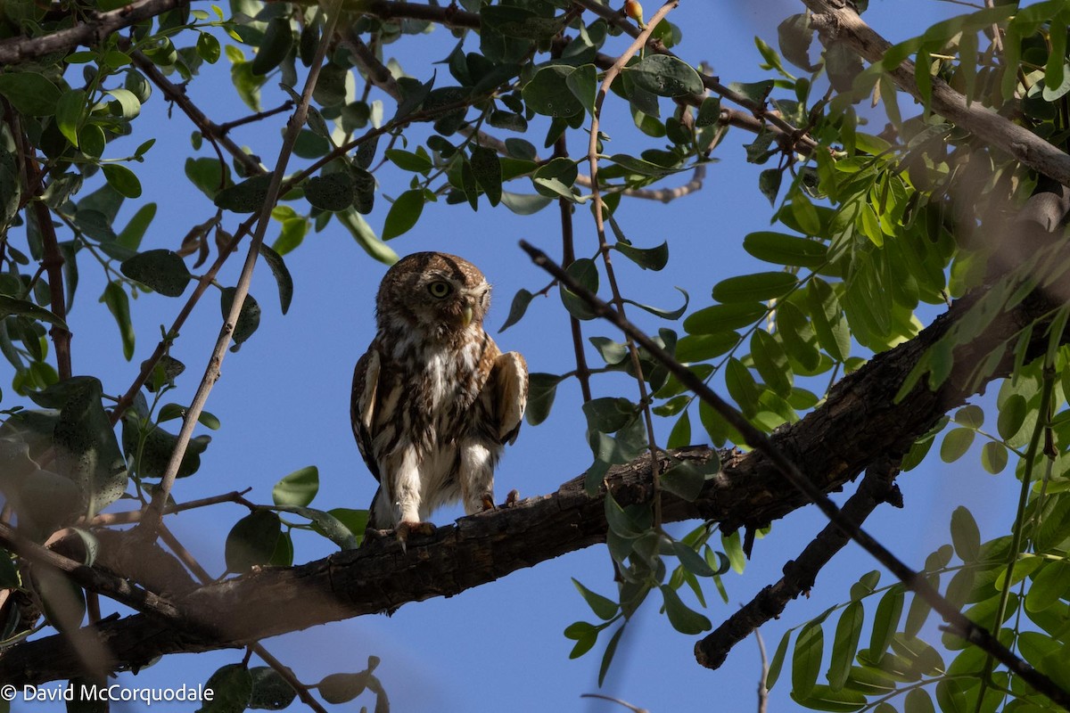 Pearl-spotted Owlet - ML612056886