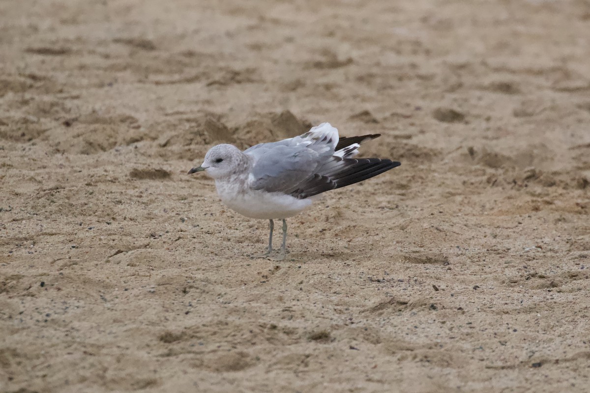 Short-billed Gull - ML612056902