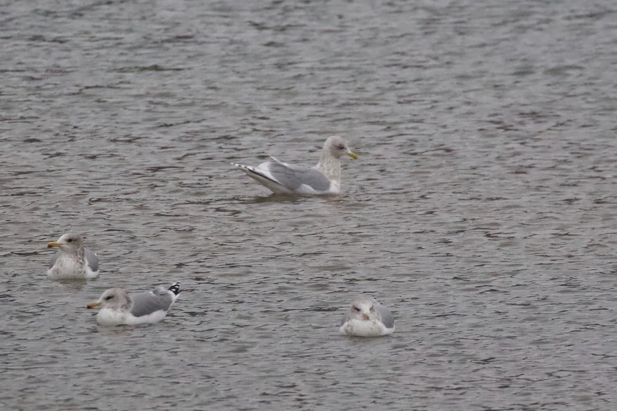 Iceland Gull (kumlieni) - ML612056925