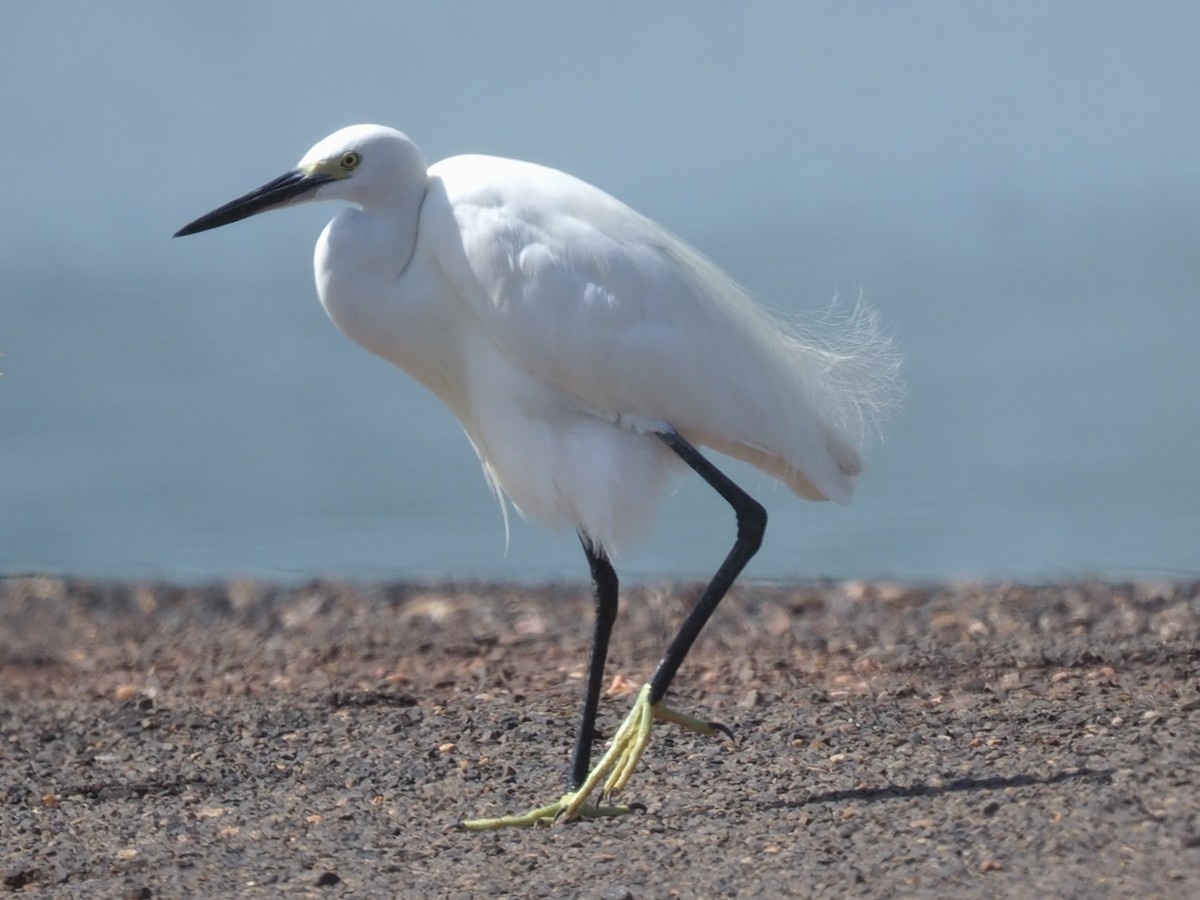 Little Egret (Western) - Magen Pettit