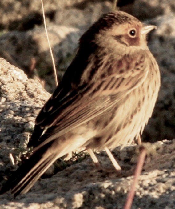 Chestnut-eared Bunting - ML612056980