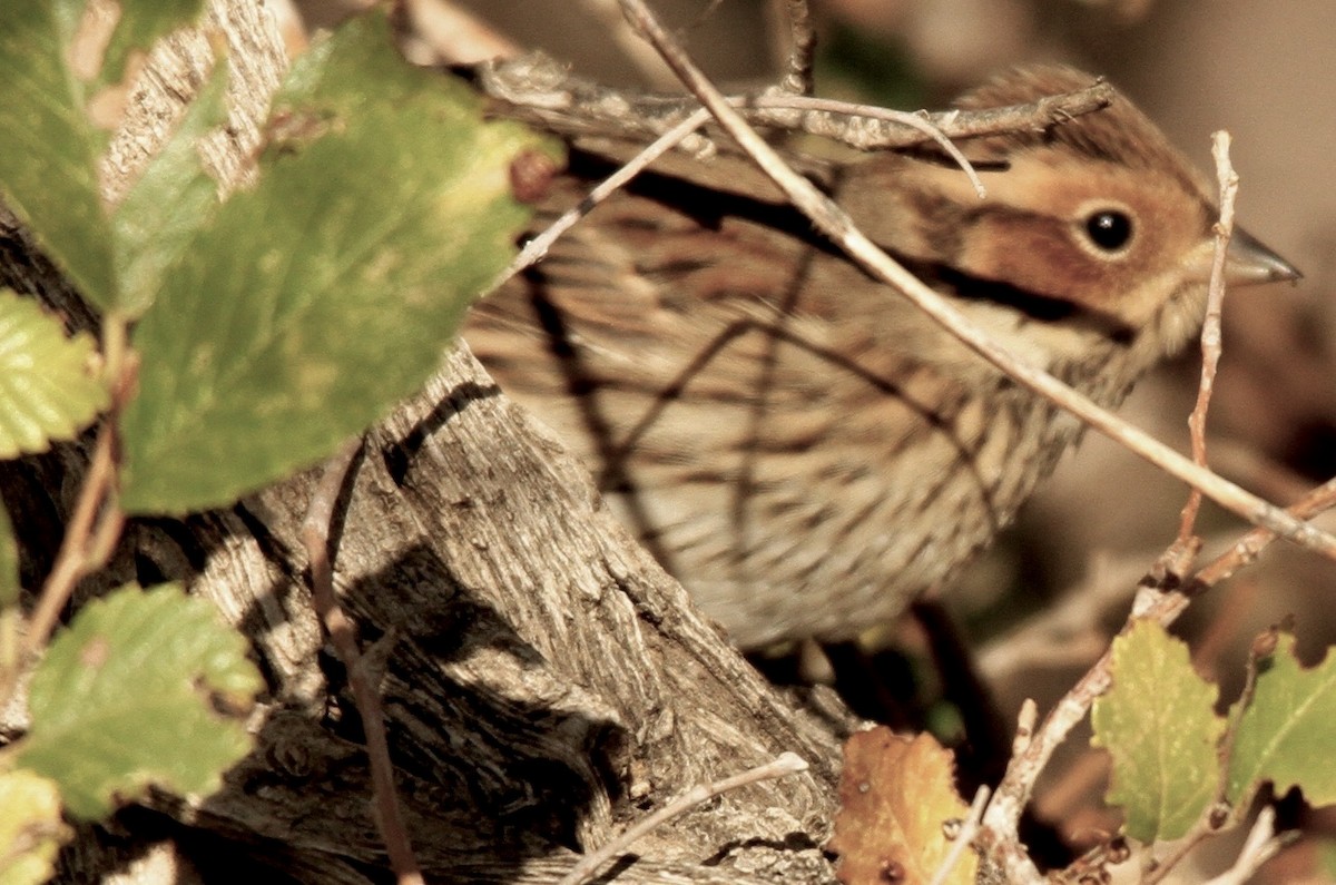 Chestnut-eared Bunting - ML612056981