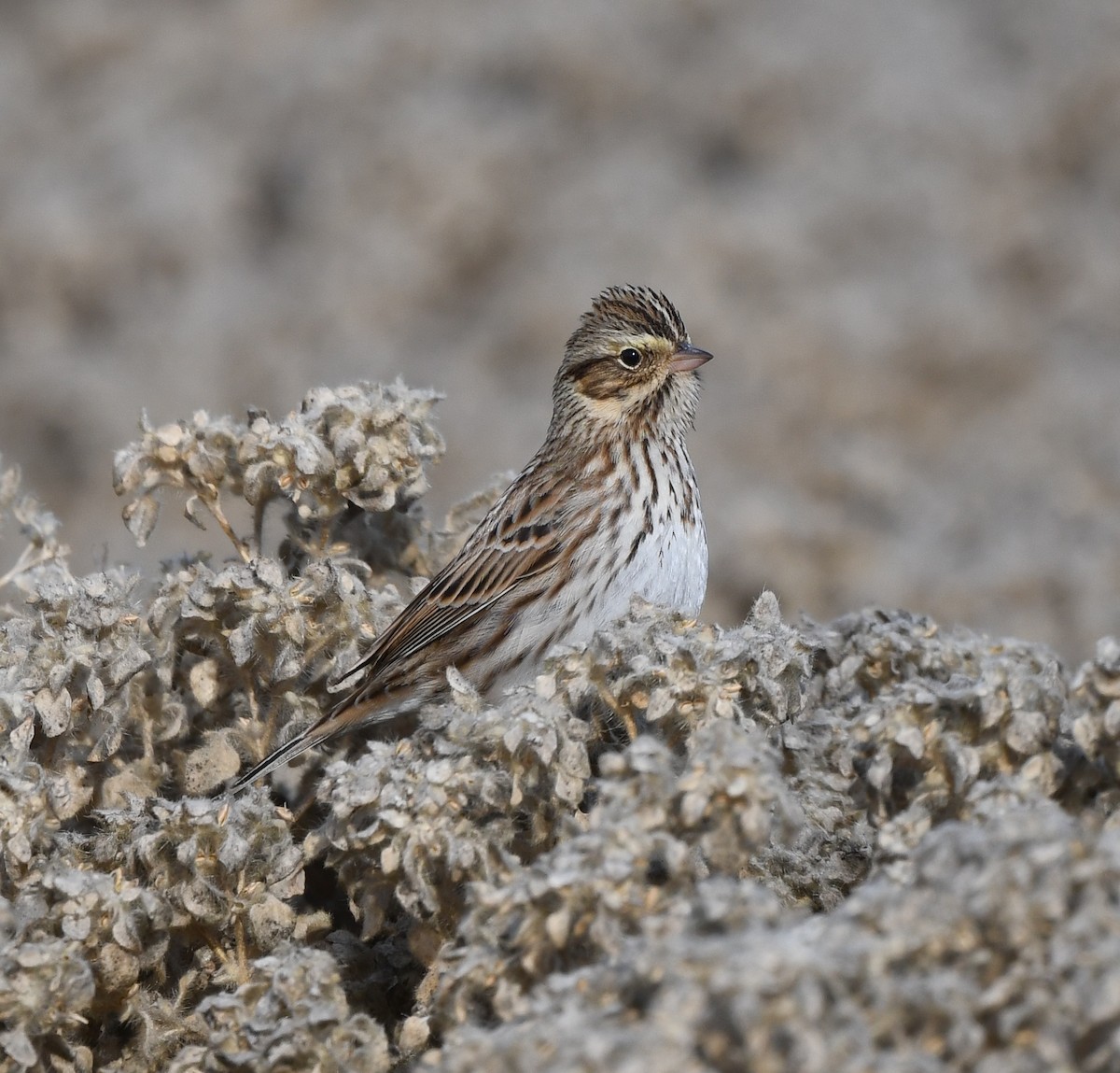 Savannah Sparrow - Joshua Greenfield