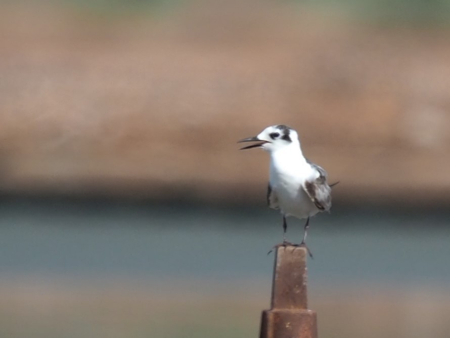 White-winged Tern - Magen Pettit