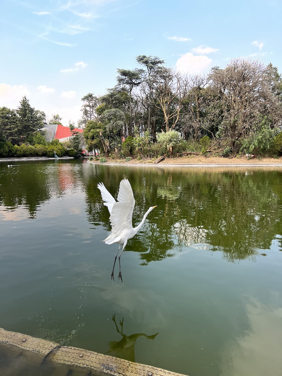 Great Egret (American) - Alejandro Bribiesca