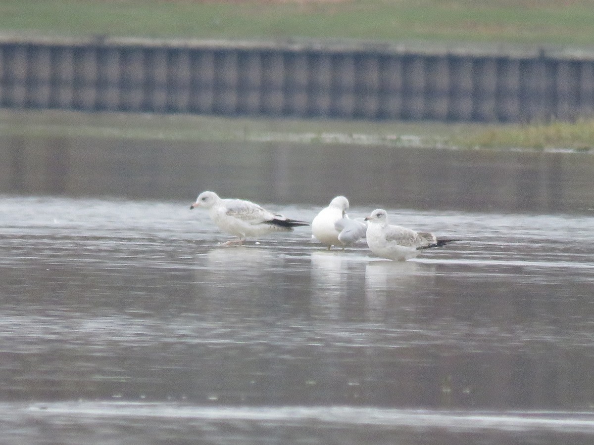 Ring-billed Gull - Curtis Mahon