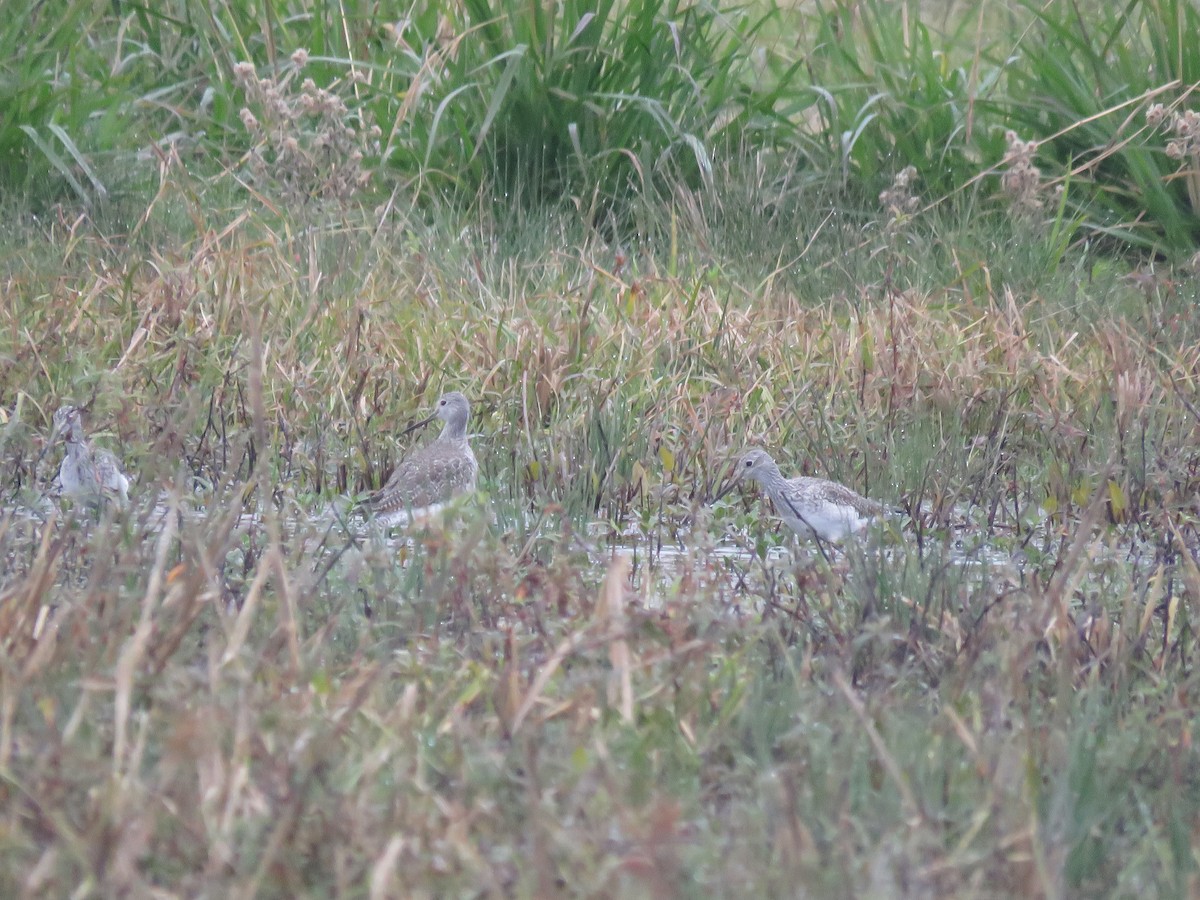 Greater Yellowlegs - ML612057250