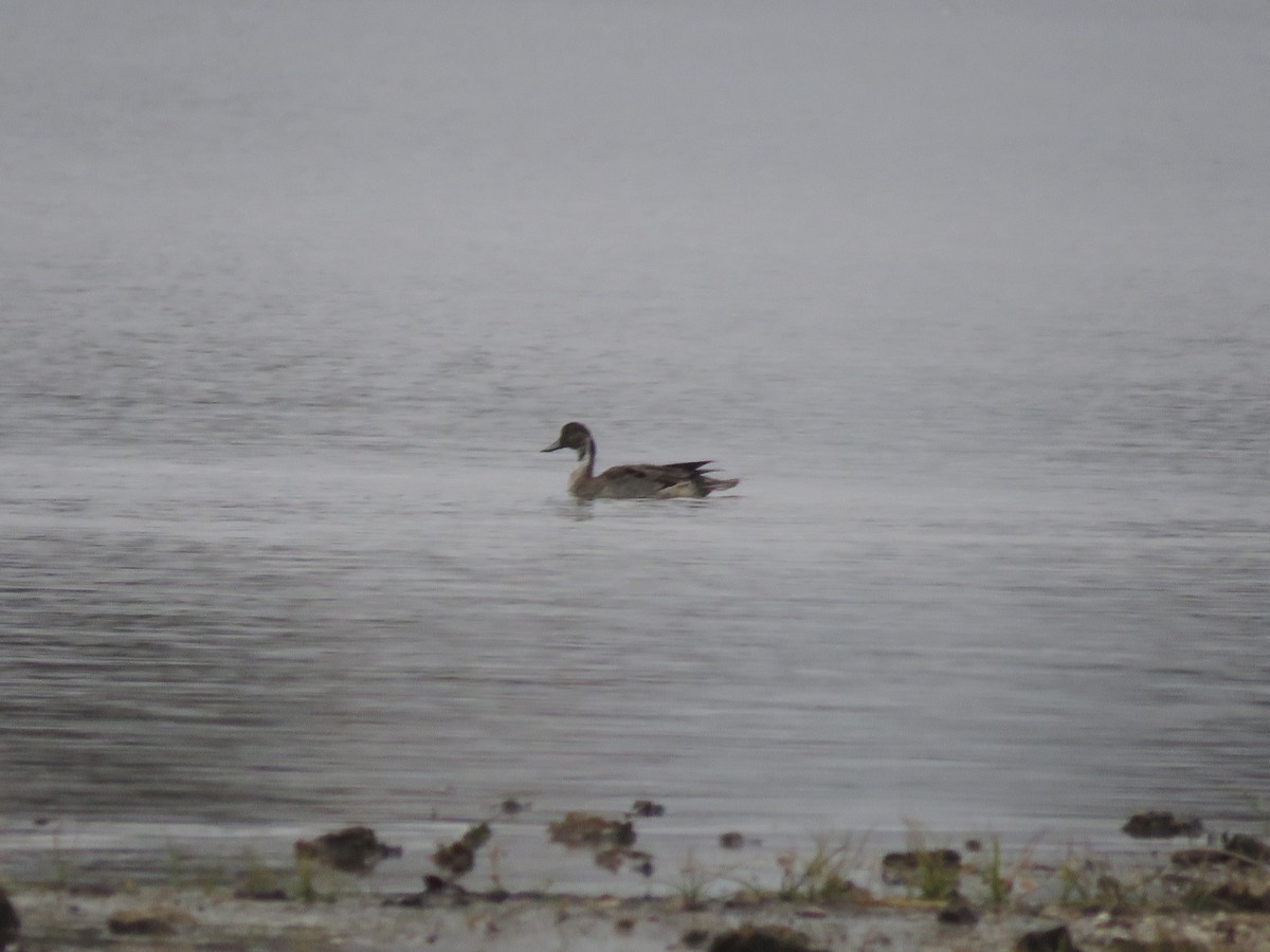 Northern Pintail - ML612057254