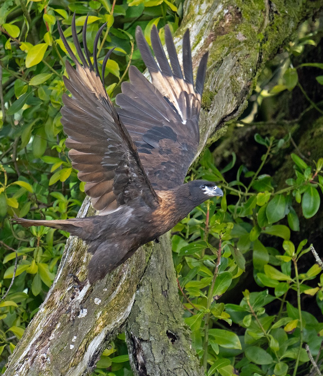 Striated Caracara - ML612057392