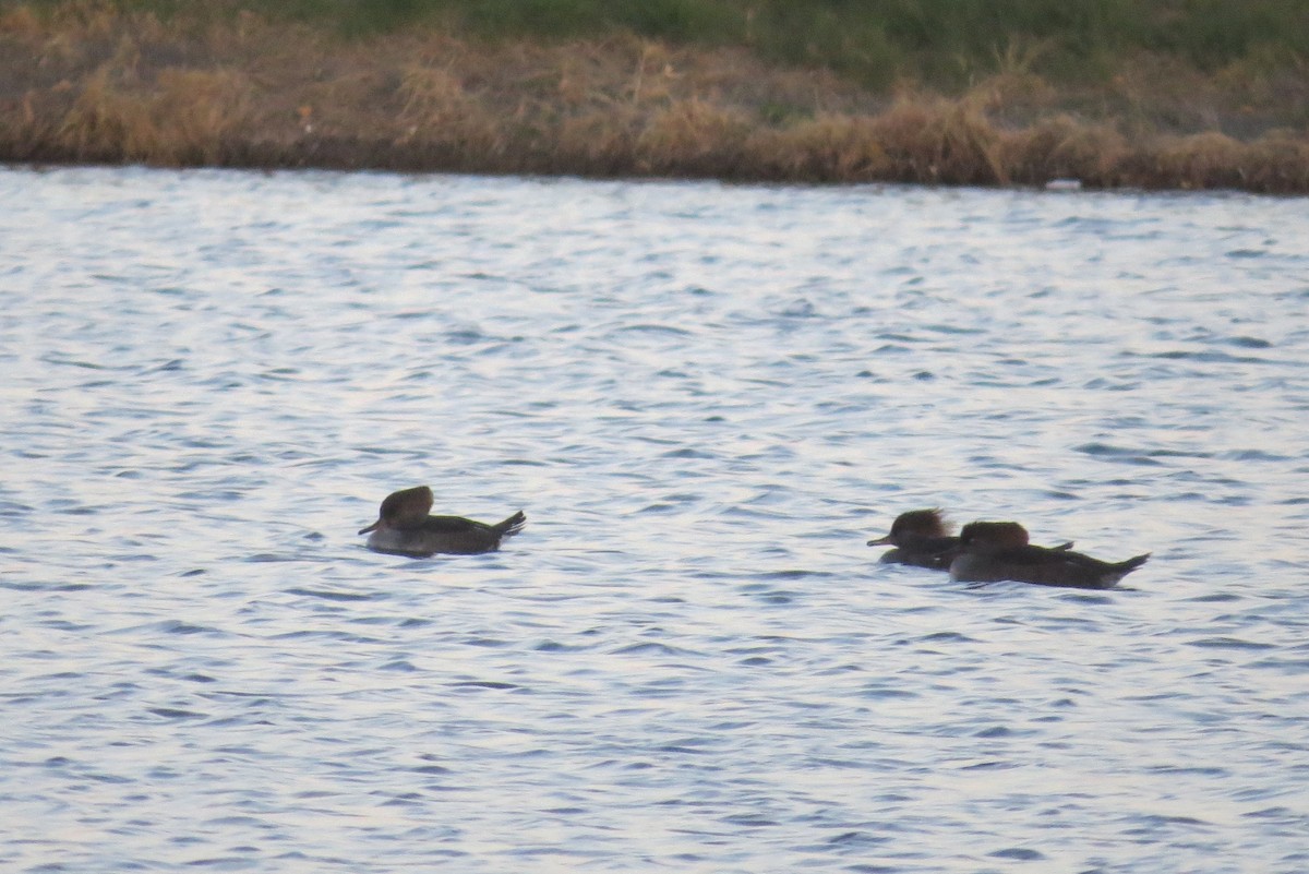 Hooded Merganser - ML612057457