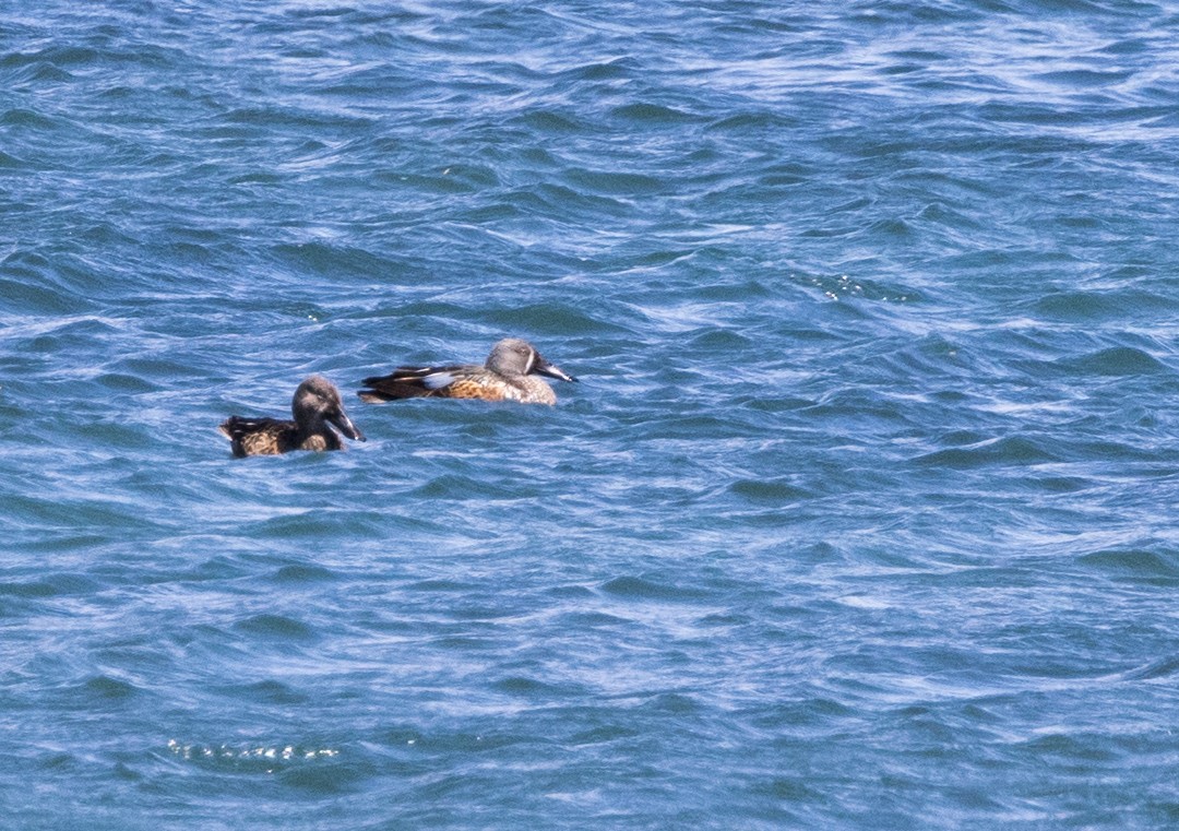 Australasian Shoveler - Chris Barnes