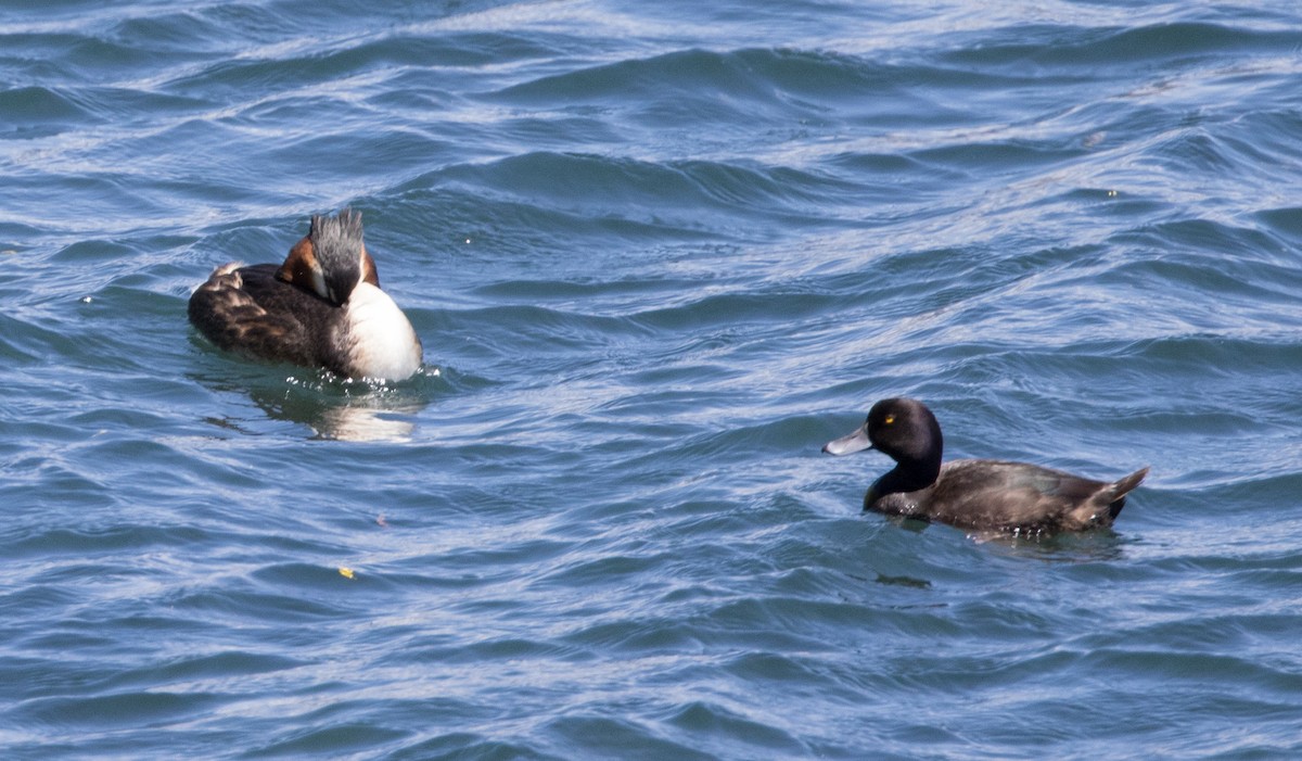 New Zealand Scaup - Chris Barnes